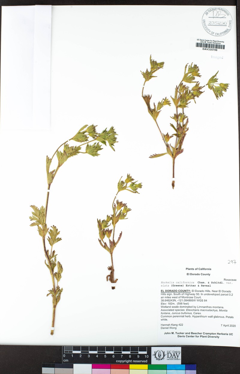 Potentilla californica var. elata photo 7