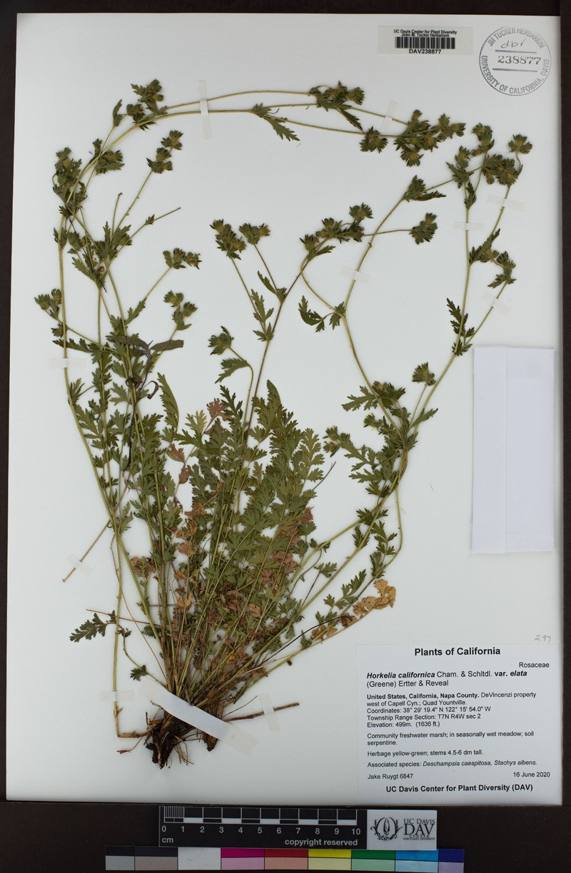 Potentilla californica var. elata photo 8