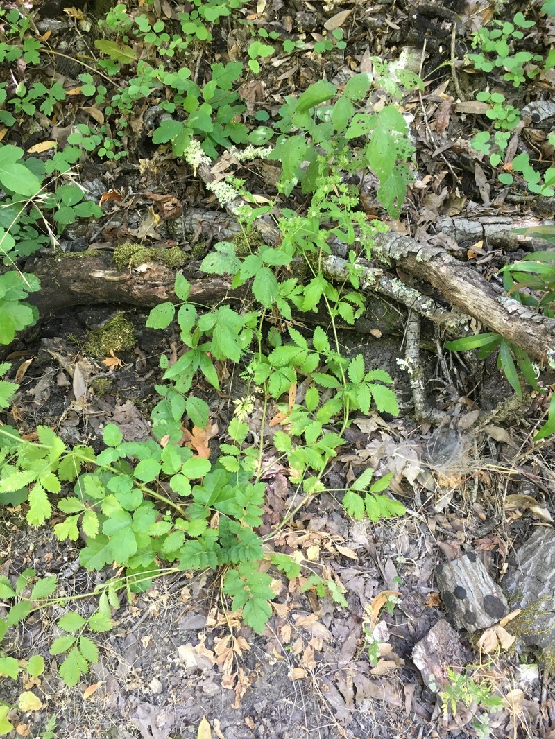 Potentilla californica var. frondosa photo 2