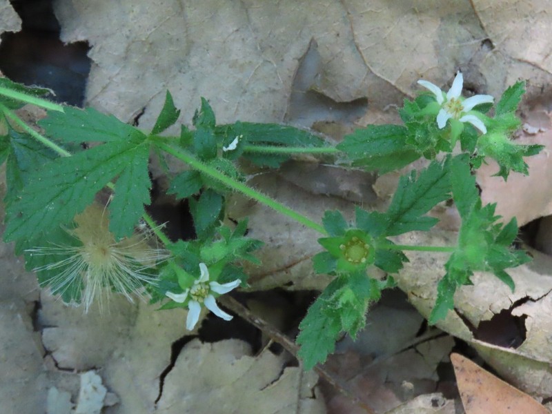 Potentilla californica var. frondosa photo 3