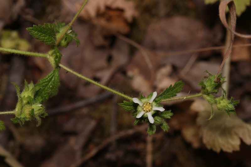 Potentilla californica var. frondosa photo 4