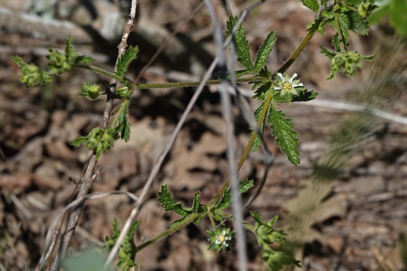 Potentilla californica var. frondosa photo 5