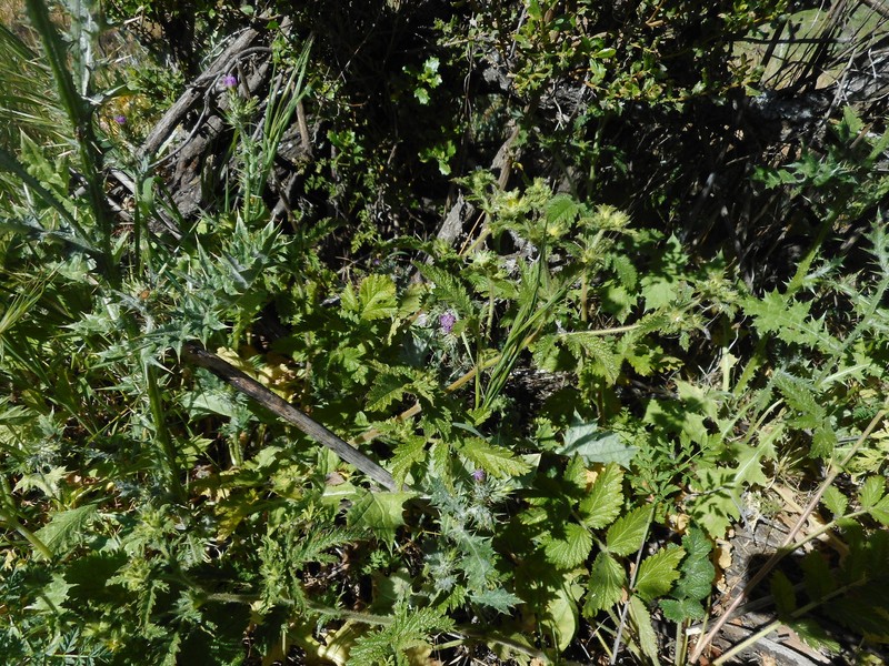 Potentilla californica var. frondosa photo 6