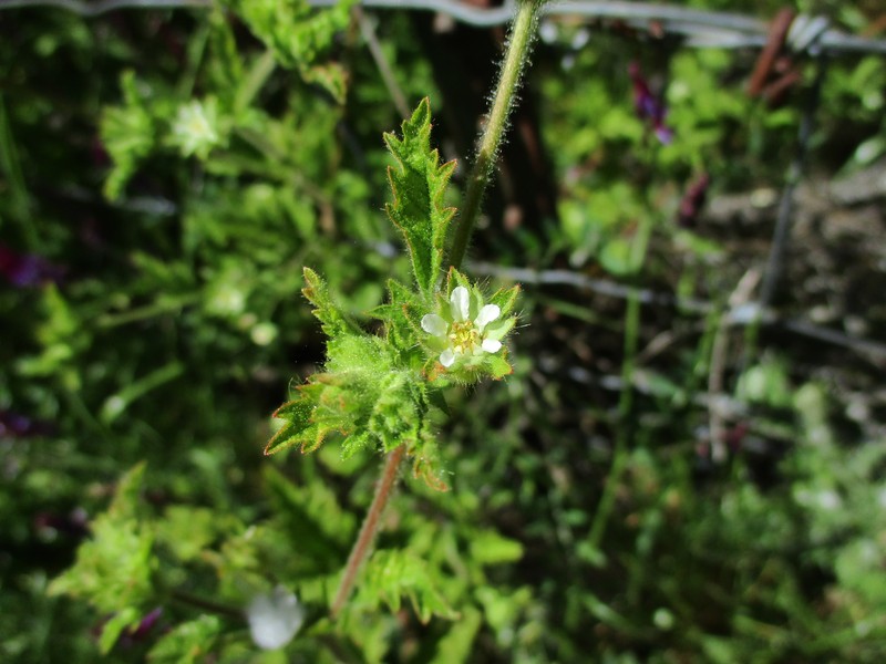 Potentilla californica var. frondosa photo 7