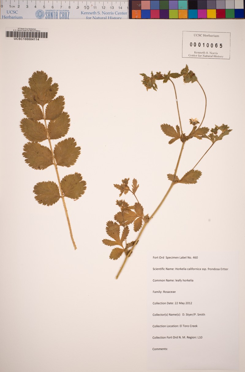 Potentilla californica var. frondosa photo 8