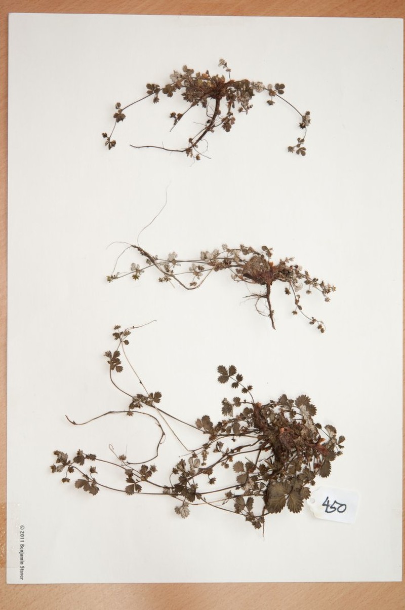 Potentilla caliginosa