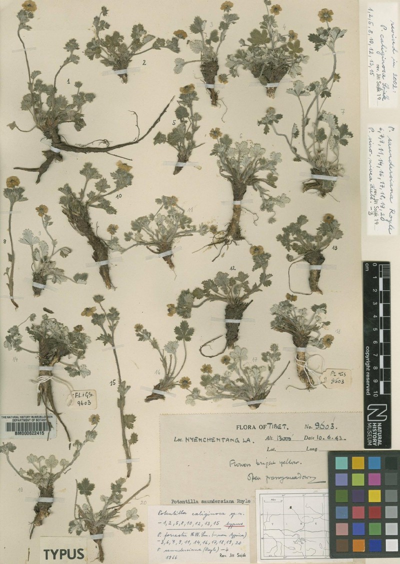 Potentilla caliginosa photo 2