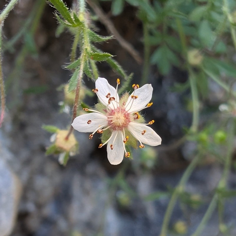 Tahquitz Mousetail