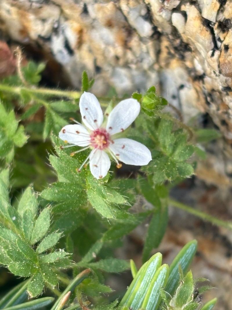 Tahquitz Mousetail photo 2