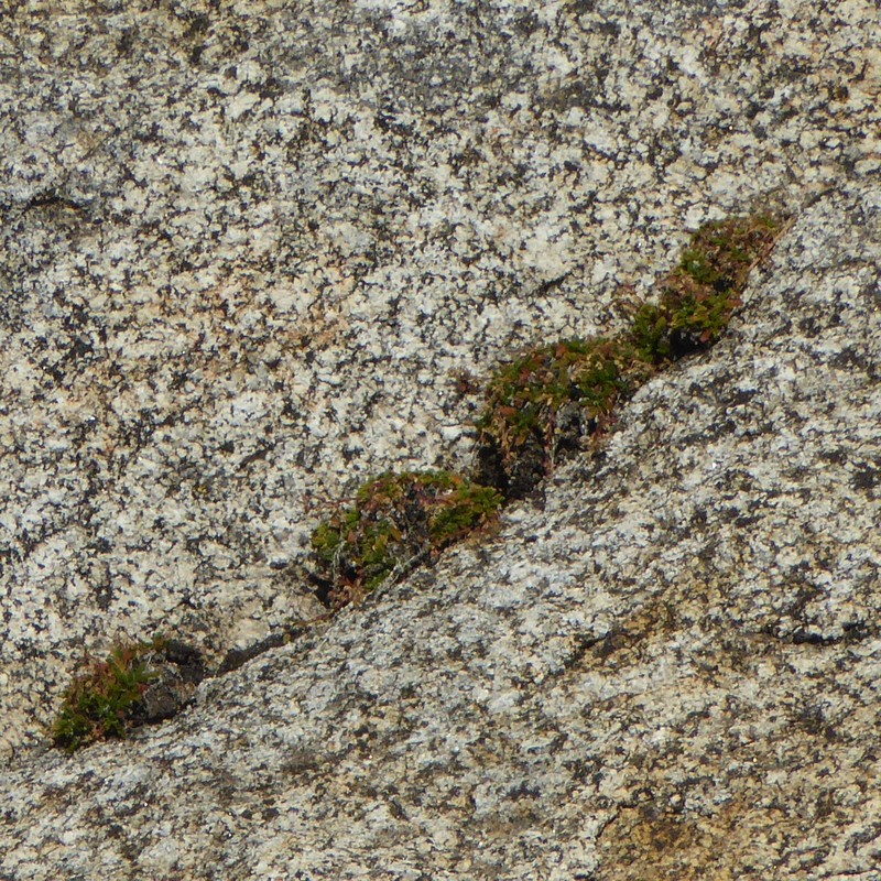 Tahquitz Mousetail photo 8