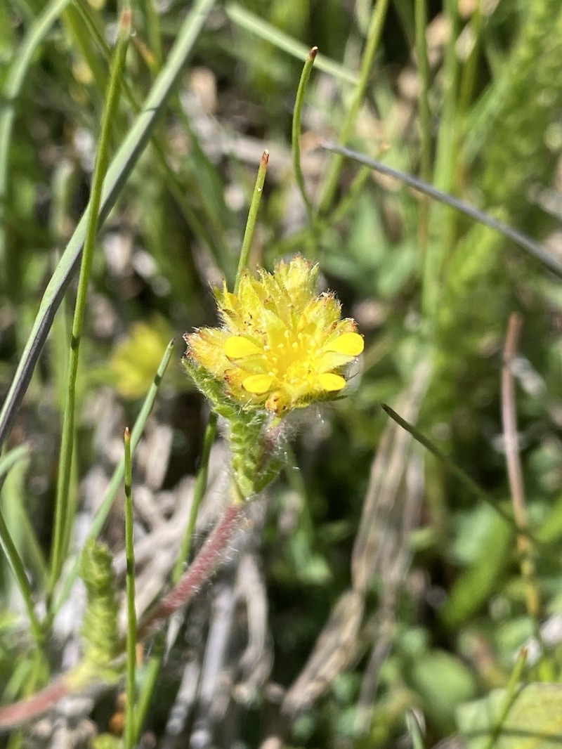 Field Mousetail