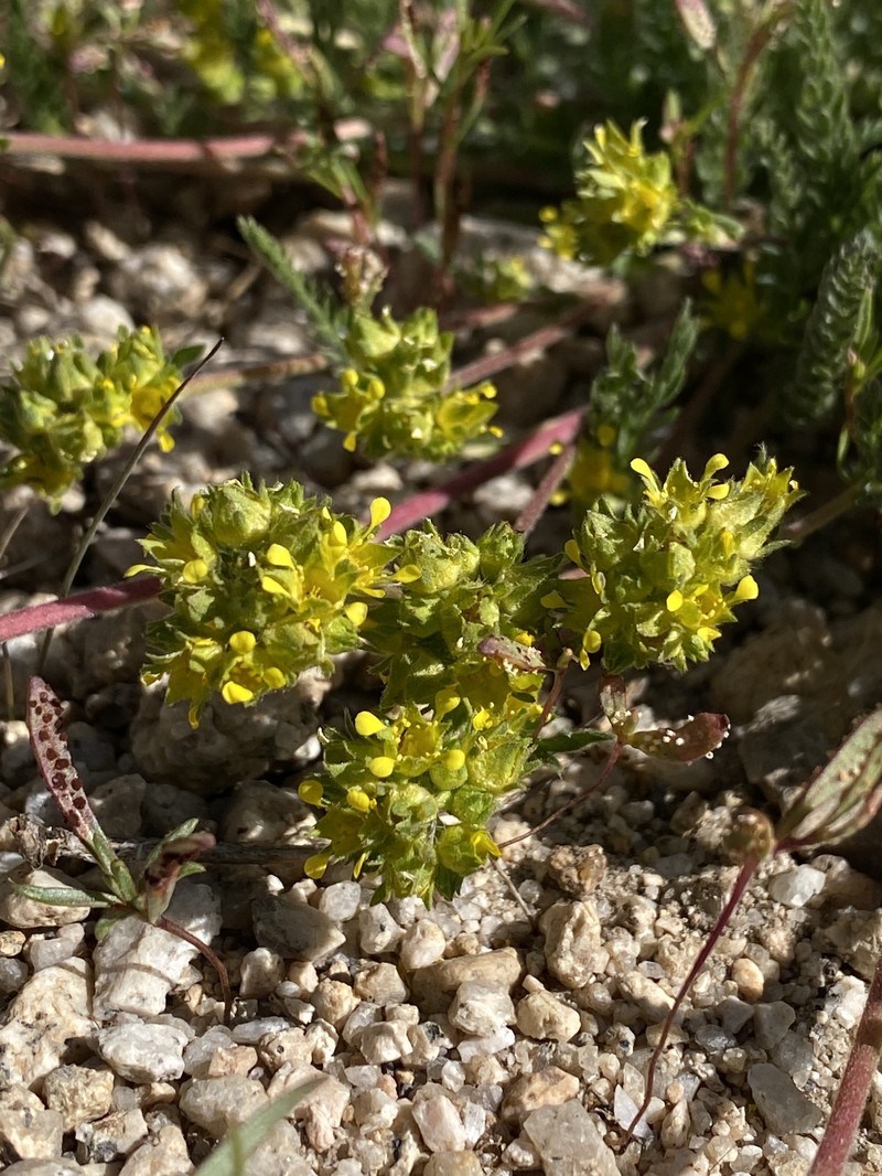 Field Mousetail photo 2