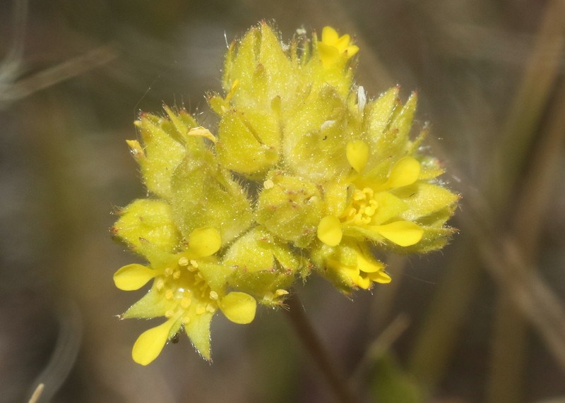 Field Mousetail photo 3