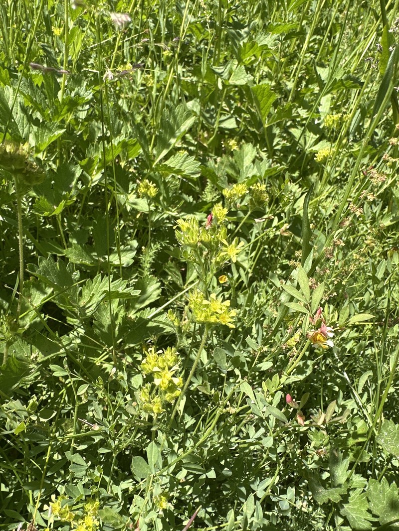 Field Mousetail photo 5