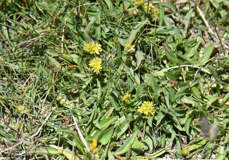 Field Mousetail photo 6