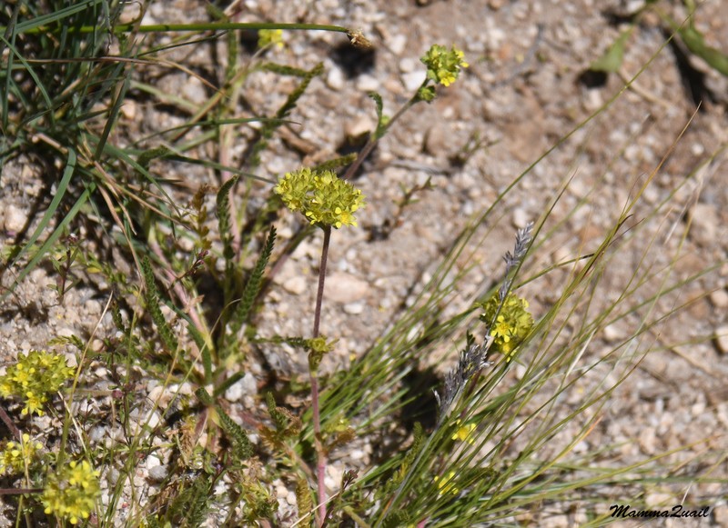 Field Mousetail photo 7