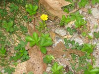 Dwarf Cinquefoil