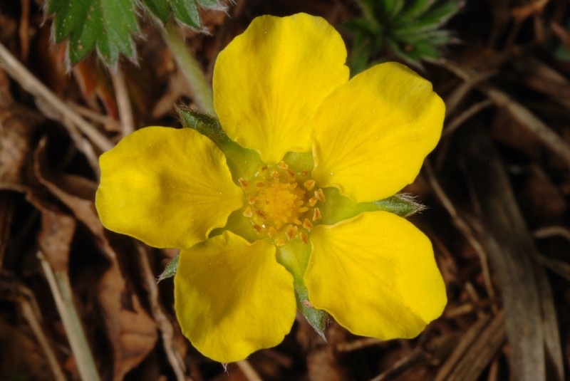 Dwarf Cinquefoil photo 2