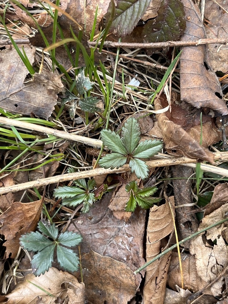 Dwarf Cinquefoil photo 4