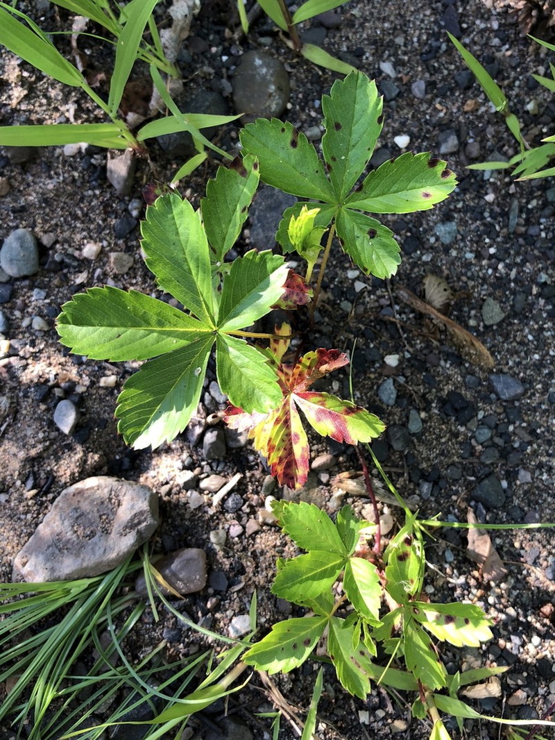Dwarf Cinquefoil photo 5