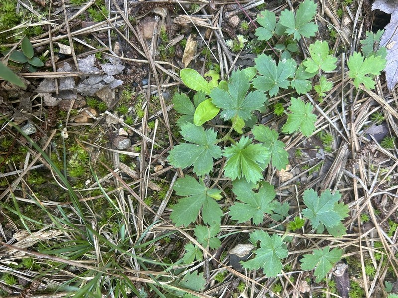 Dwarf Cinquefoil photo 6