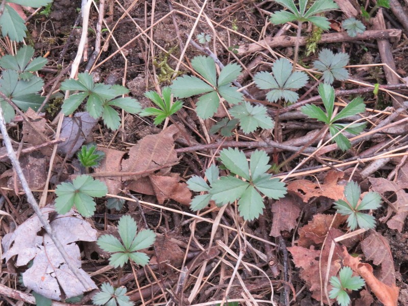 Dwarf Cinquefoil photo 7
