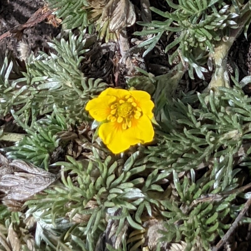 Potentilla candicans