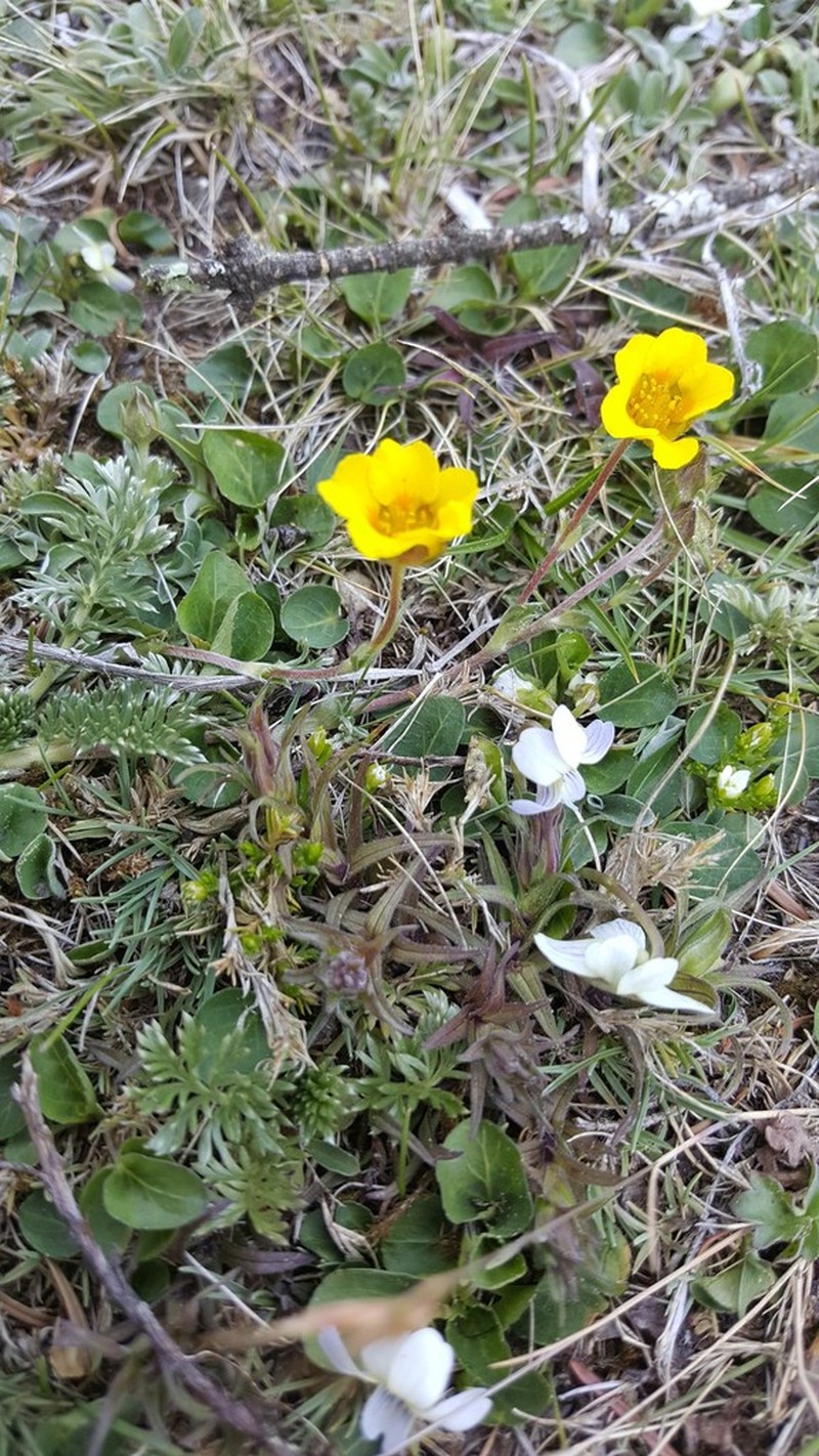 Potentilla candicans photo 2