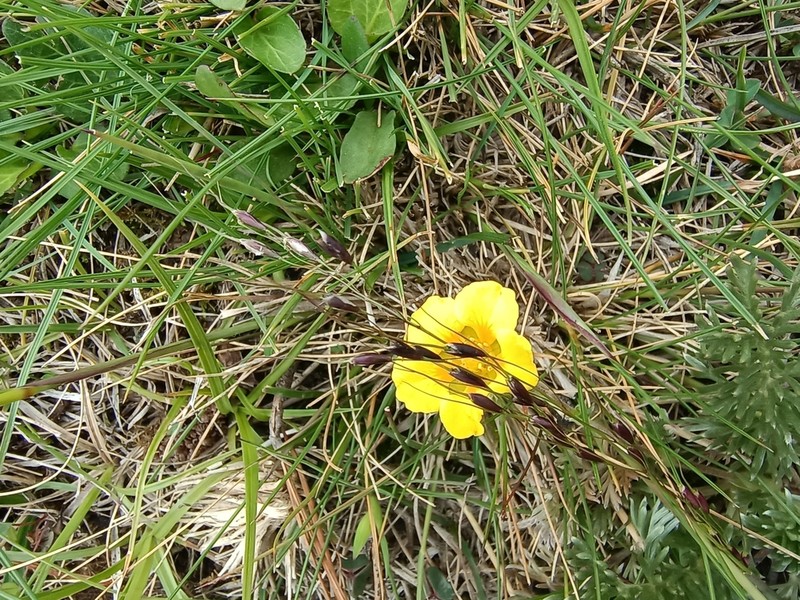 Potentilla candicans photo 3