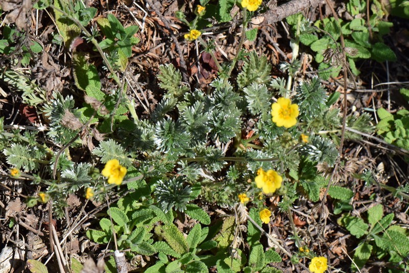 Potentilla candicans photo 4