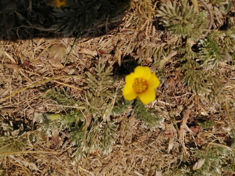 Potentilla candicans photo 5