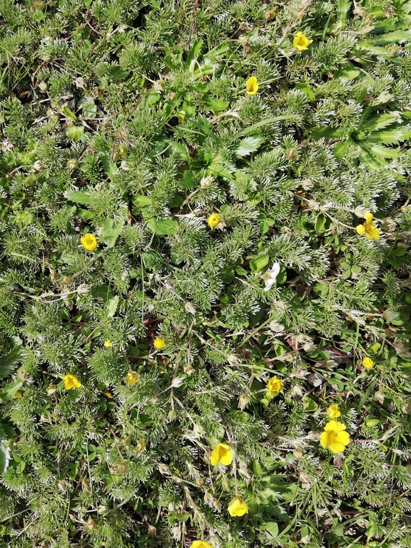 Potentilla candicans photo 6