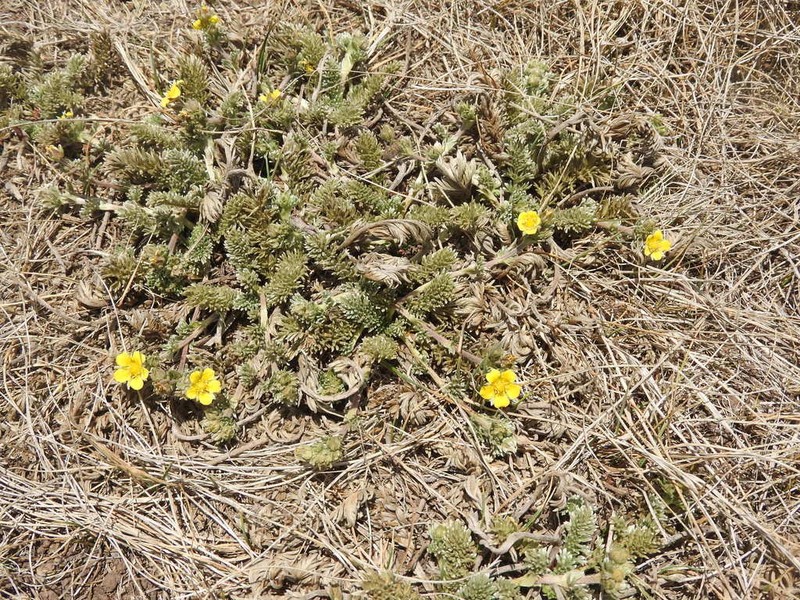 Potentilla candicans photo 7