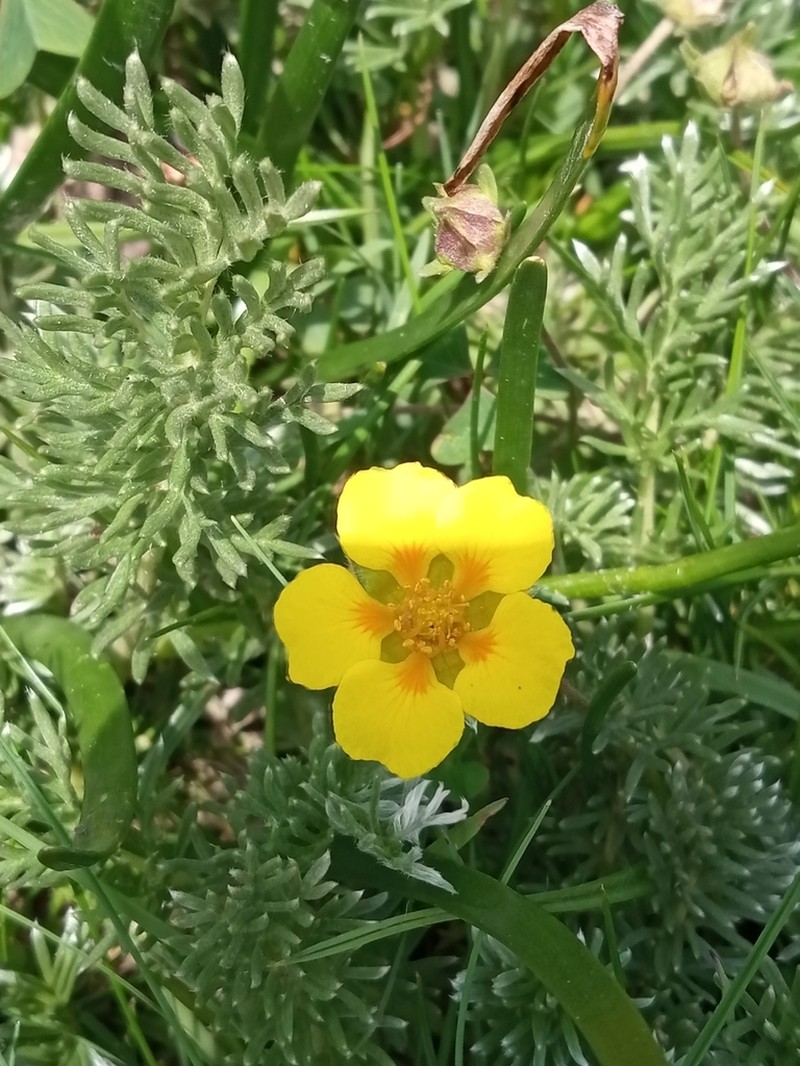 Potentilla candicans photo 8