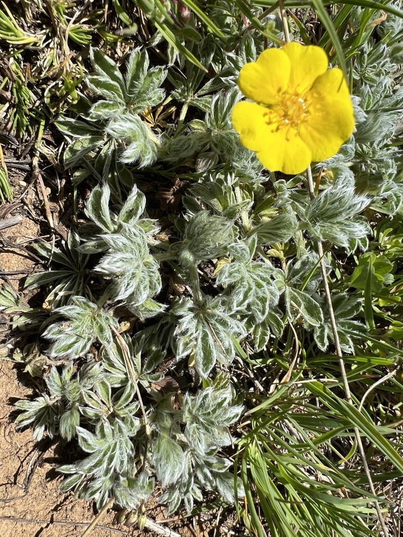 Potentilla cappadocica