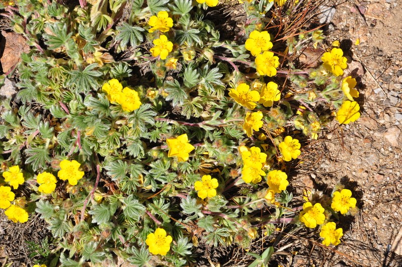 Potentilla cappadocica photo 2