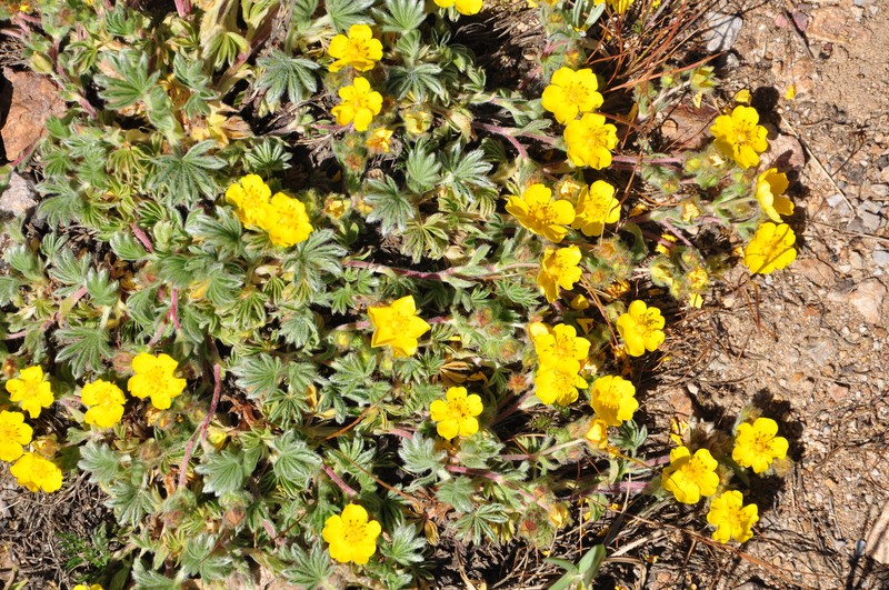 Potentilla cappadocica photo 3