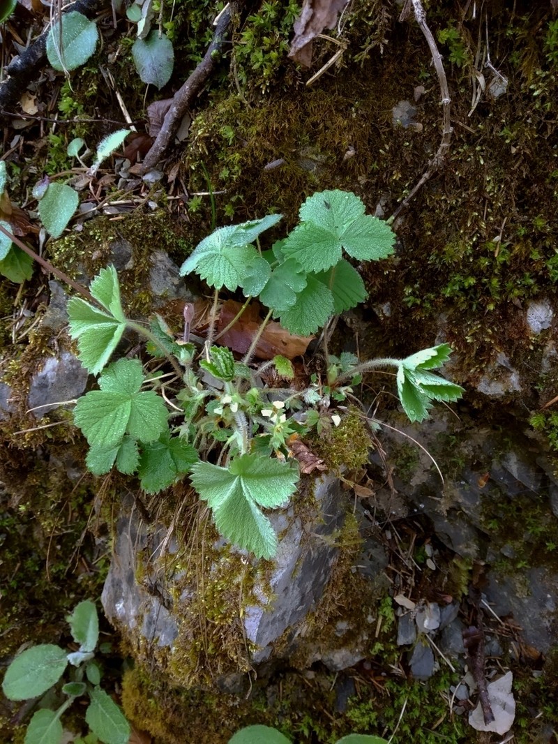 Potentilla carniolica