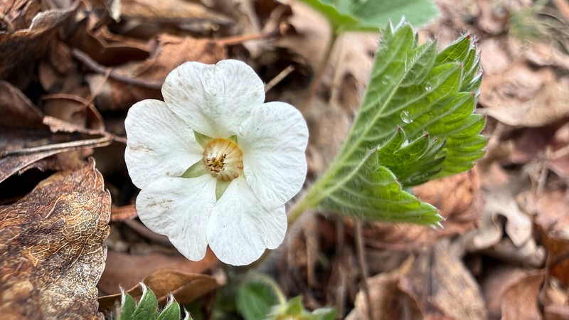 Potentilla carniolica photo 2