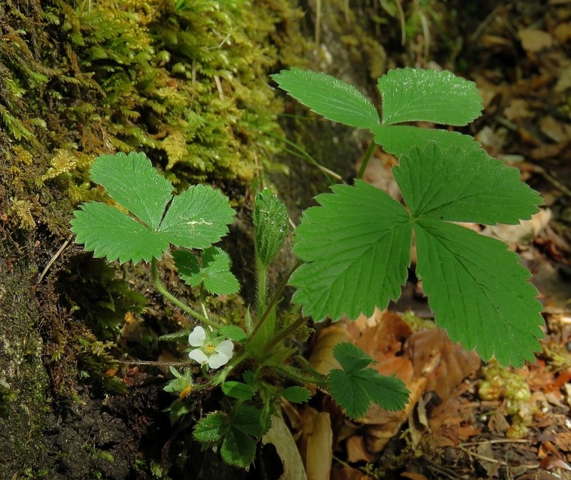 Potentilla carniolica photo 3