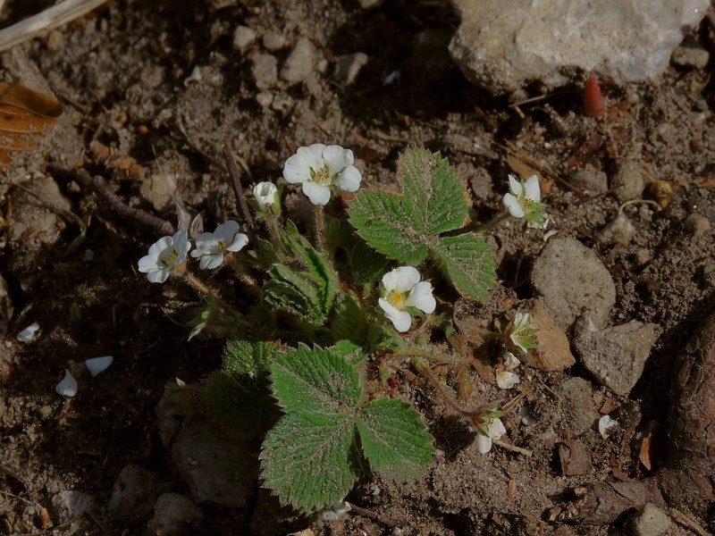Potentilla carniolica photo 4