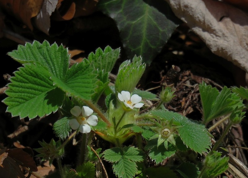 Potentilla carniolica photo 5