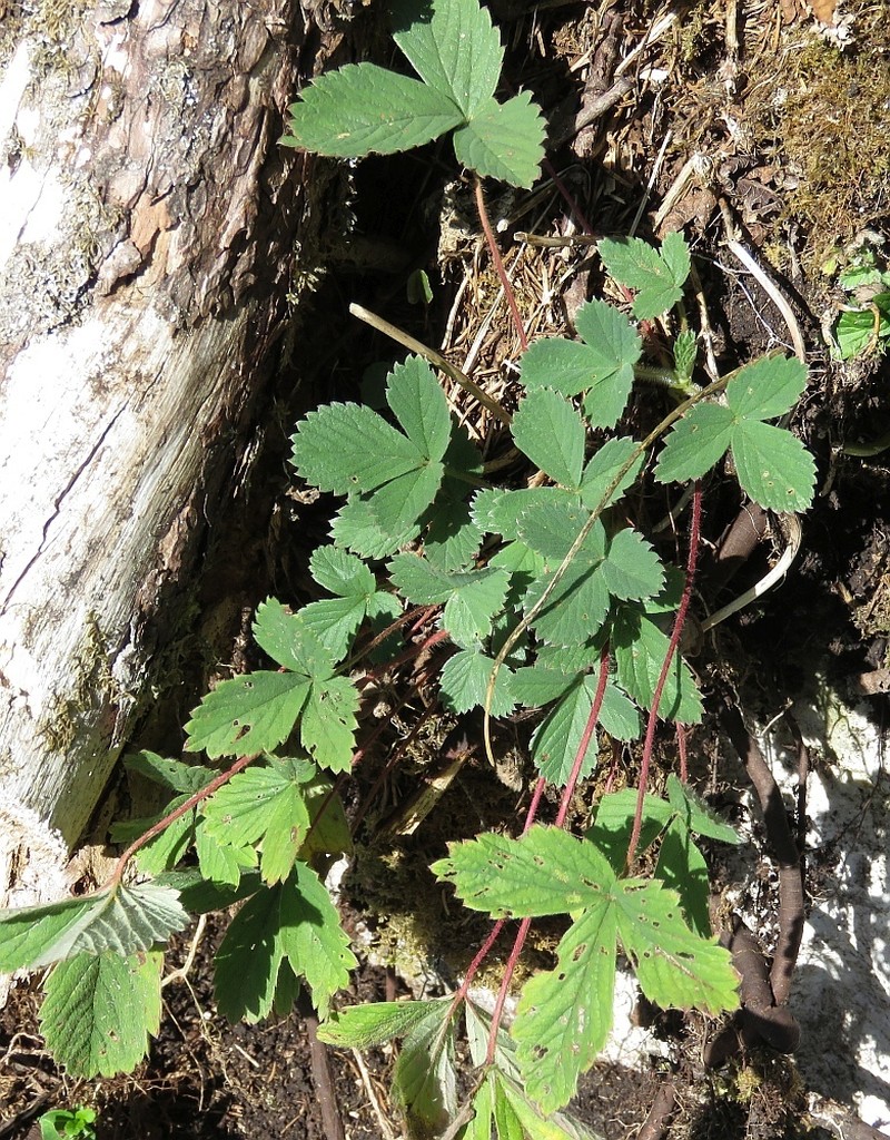 Potentilla carniolica photo 6