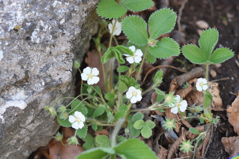 Potentilla carniolica photo 7