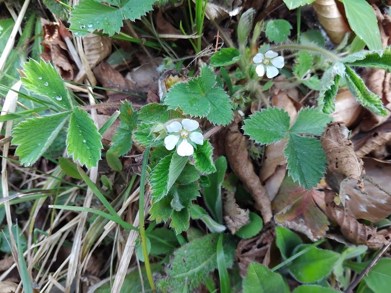 Potentilla carniolica photo 8