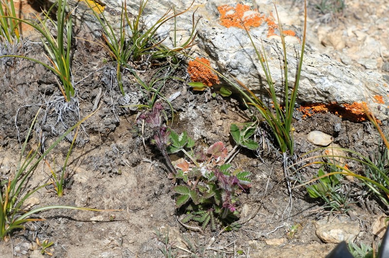 Potentilla cathaclines
