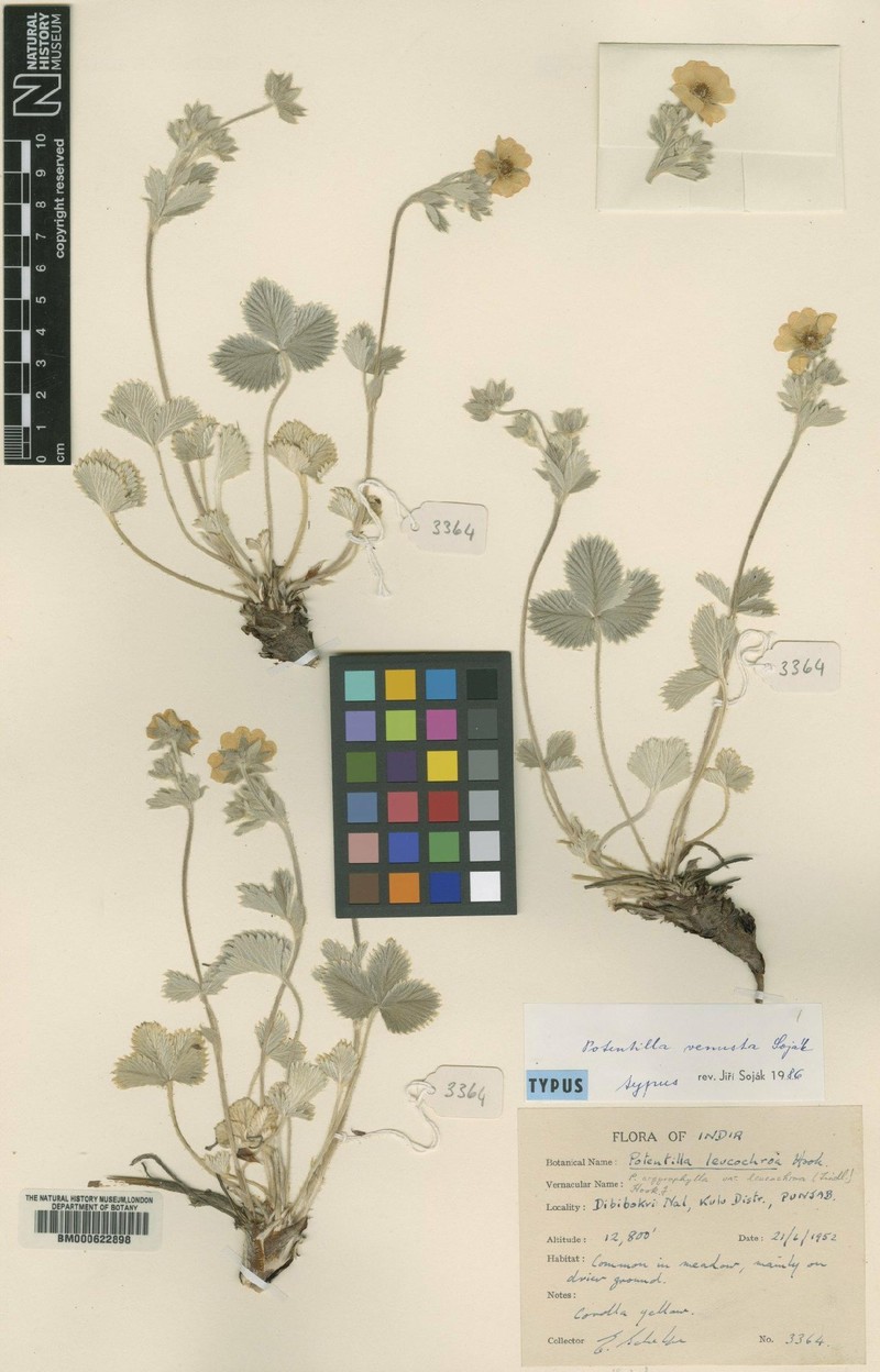 Potentilla cathaclines photo 2