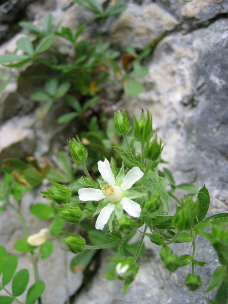 Potentilla caulescens