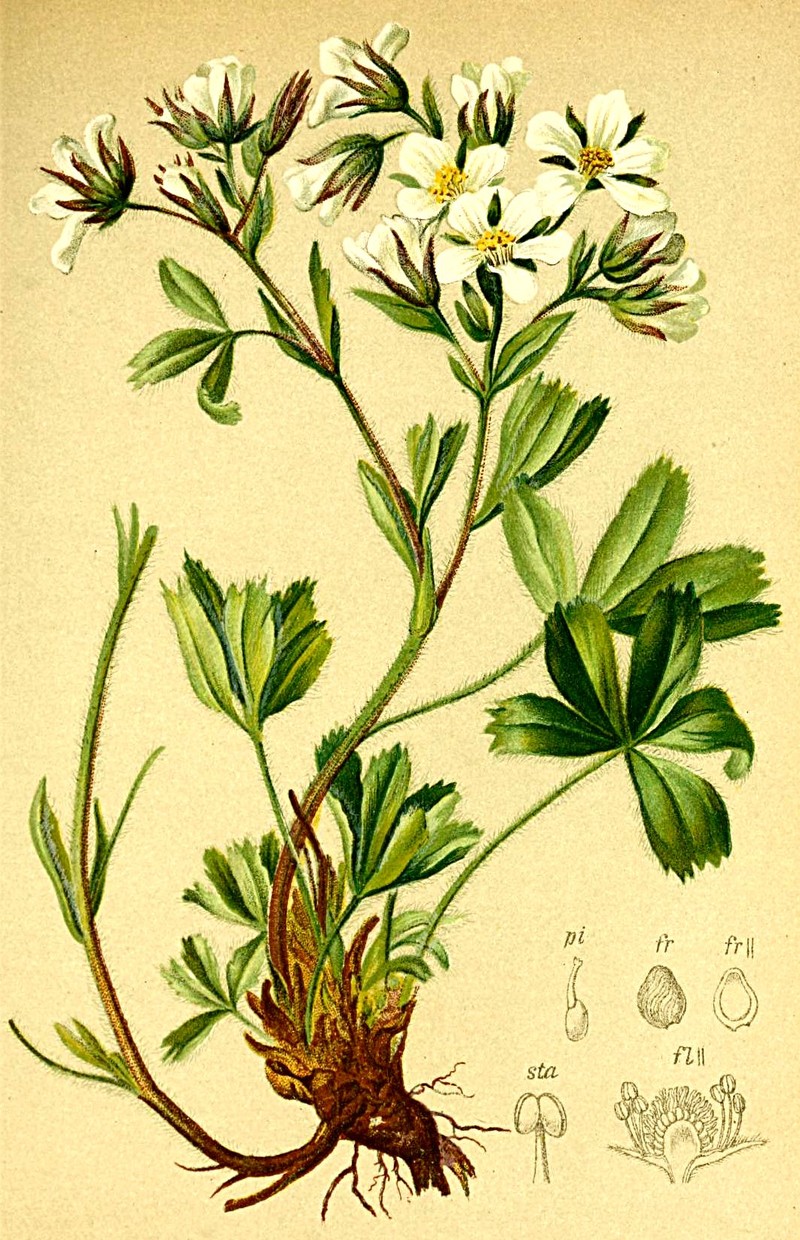Potentilla caulescens photo 2