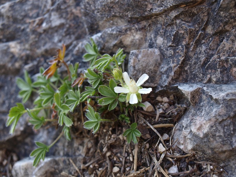 Potentilla caulescens photo 3